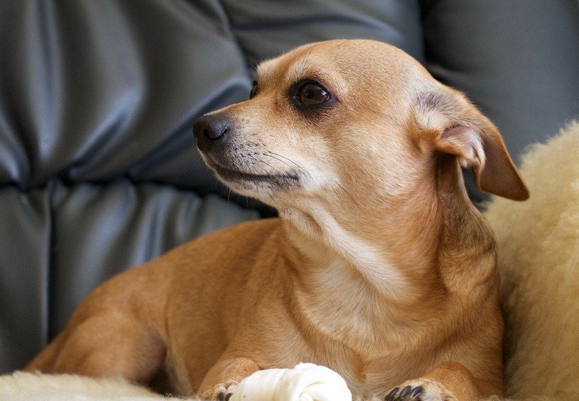 Top 10 Naughty Dog Breeds The Unpunishable Bad Boys!