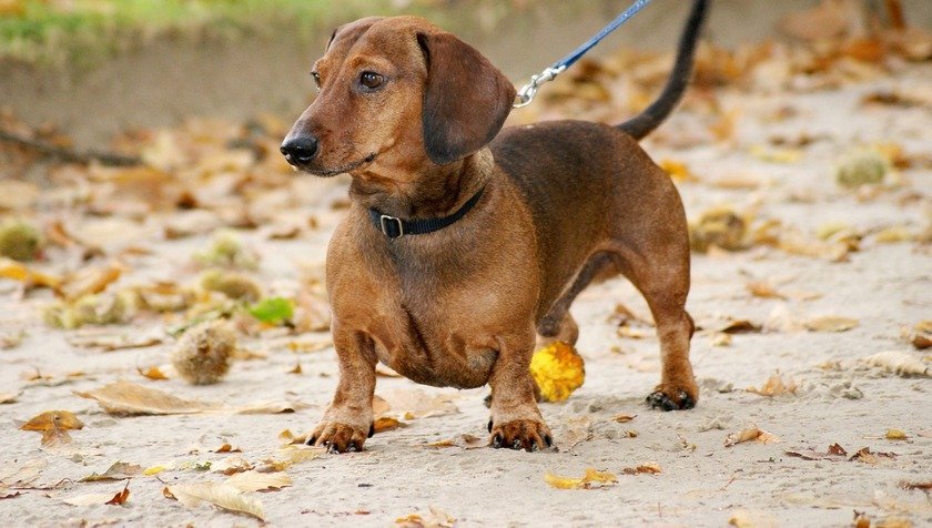 Top 10 Naughty Dog Breeds The Unpunishable Bad Boys! Pet Comments