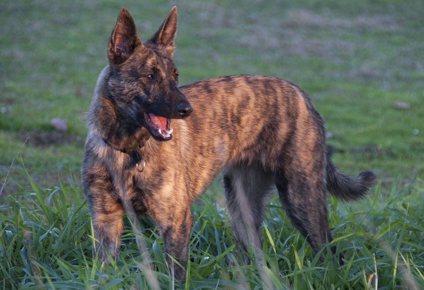 Top 12 Dogs with the Strongest Bite Pet Comments