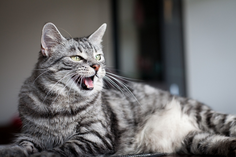 Why do Cats Only Meow at Humans? Pet Comments