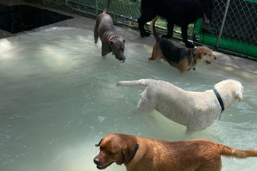 Dog Boarding and Daycare in Gainesville Florida Dogs Rule