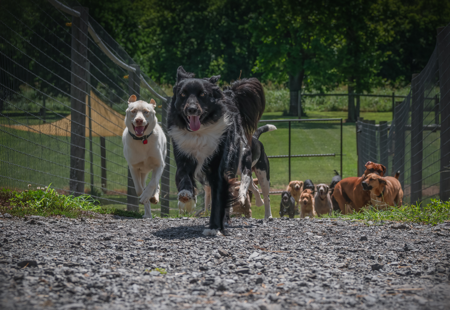 Dog day camp, overnight boarding, training in Purcellville VA 3 Dog Farm