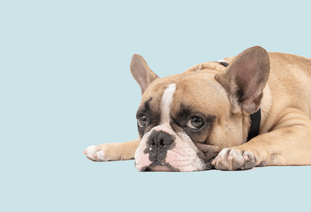 Stress In Dogs Signs, Causes And Preventions Pet Connection