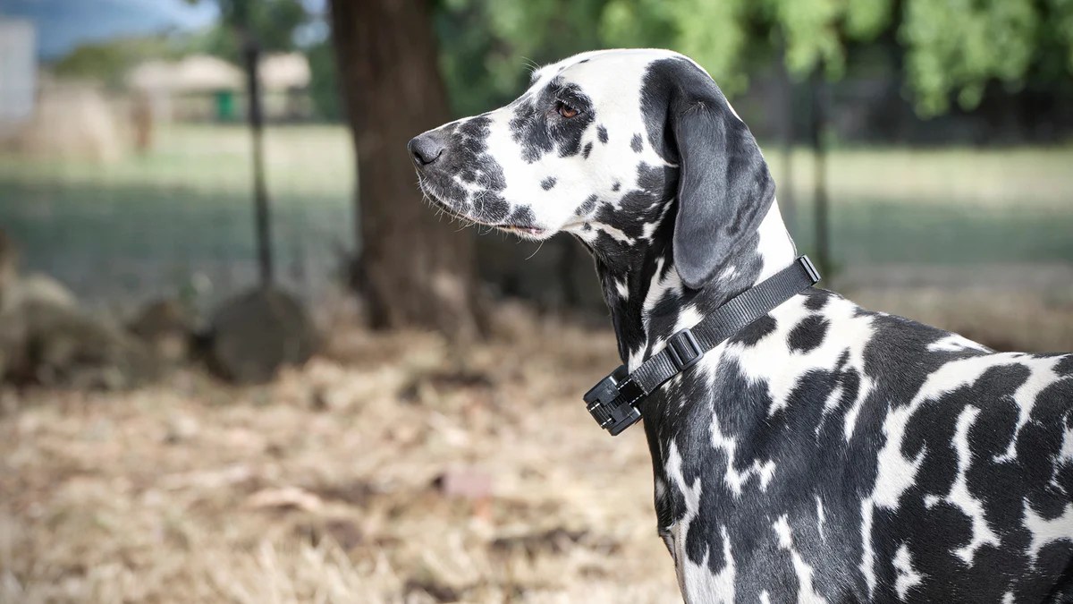 How To Install An Electric Dog Fence System Pet Control HQ