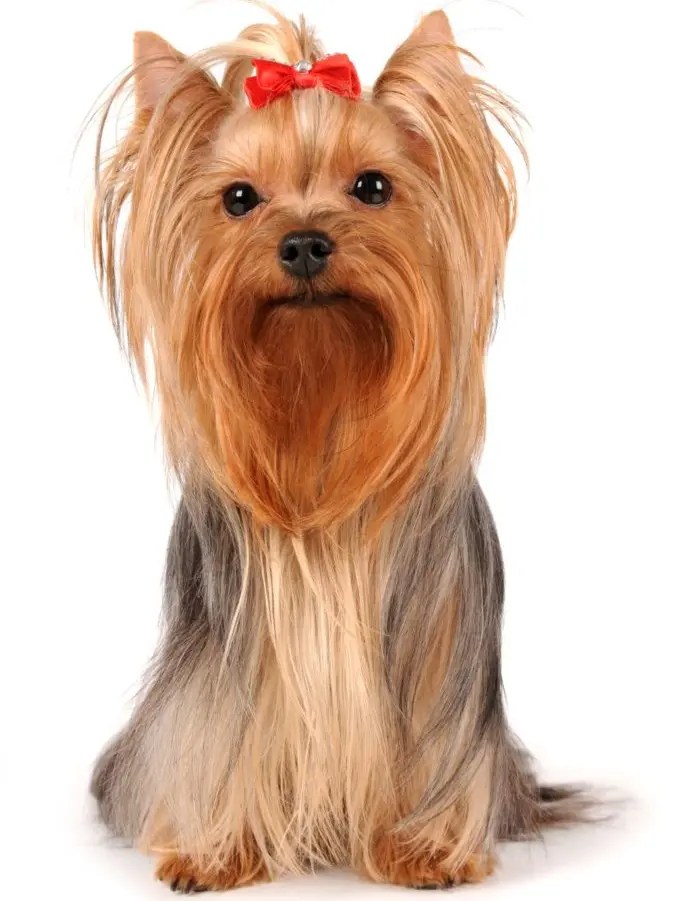 Yorkie Dry Skin Home Remedies PetCosset