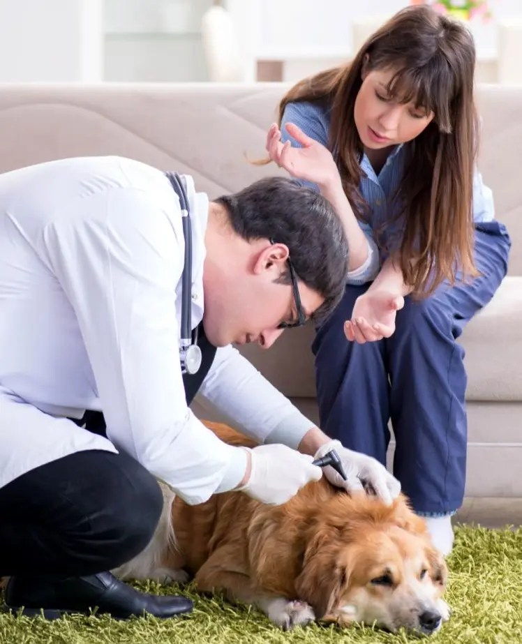 Incontinent Dog Solutions PetCosset