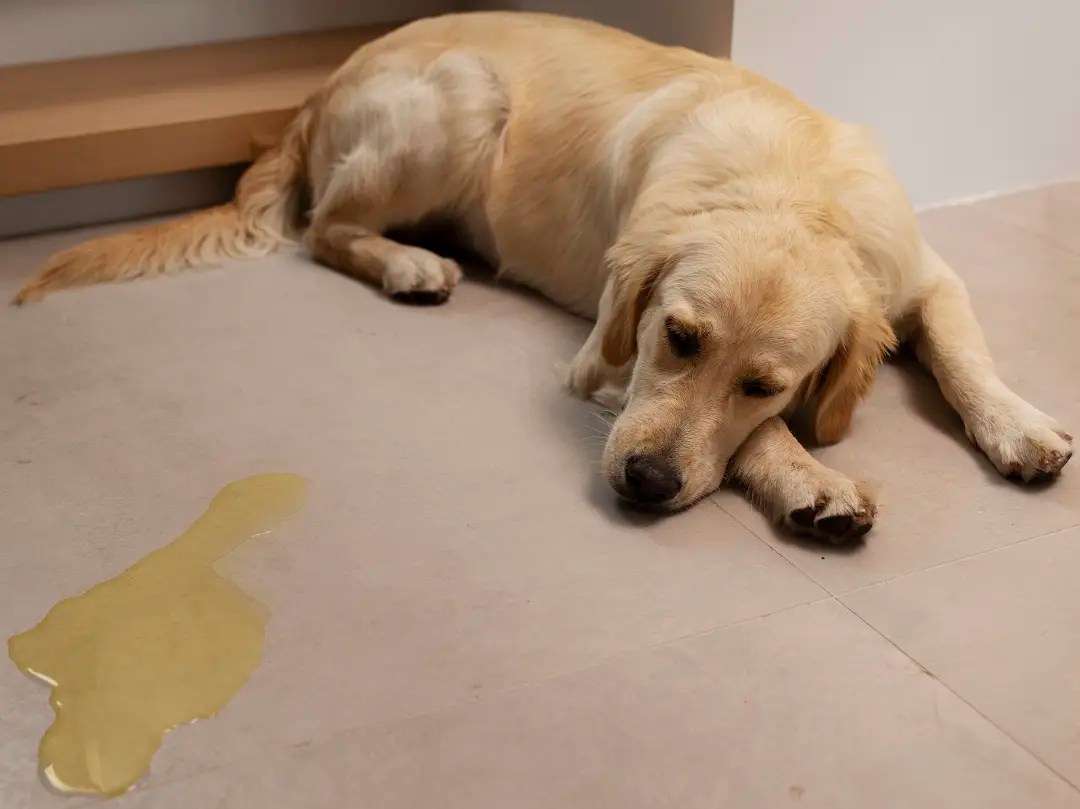 Incontinent Dog Solutions PetCosset