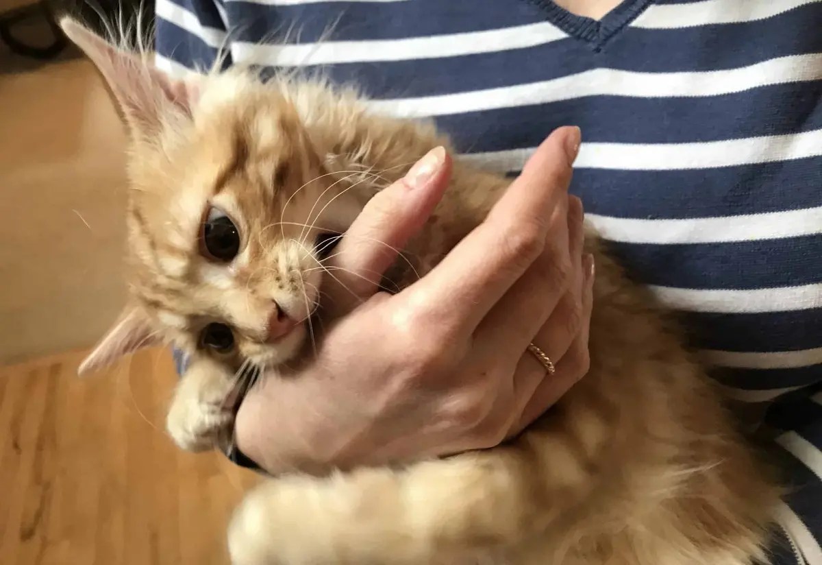 What Does it Mean When a Cat Bites You Hard? PetCosset