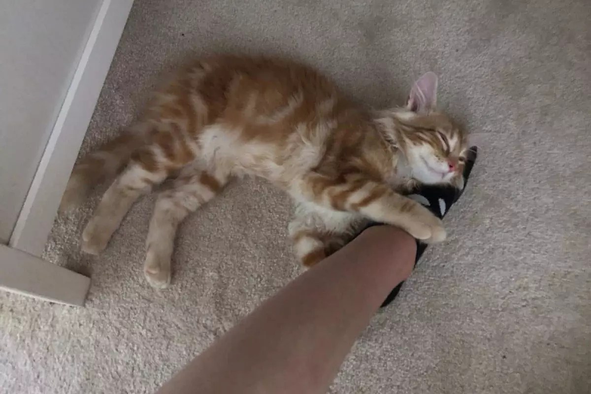 Why Does My Cat Knead Me But Not My Husband PetCosset