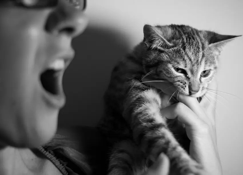 What Does it Mean When a Cat Bites You Hard? PetCosset