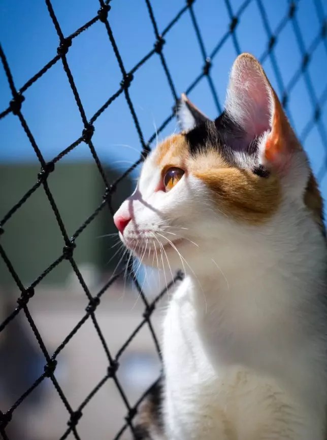 How To Keep Cat From Jumping Fence at Home