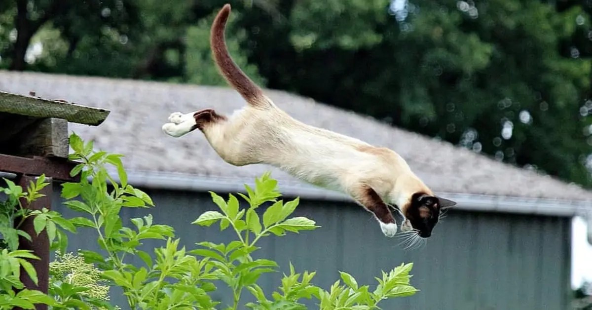 How High Can A Cat Jump? Interesting Facts PetCosset