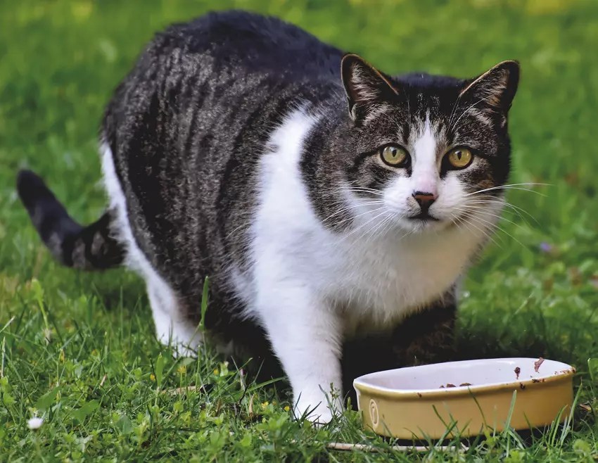 How Long Can A Cat Go Without Eating? PetCosset