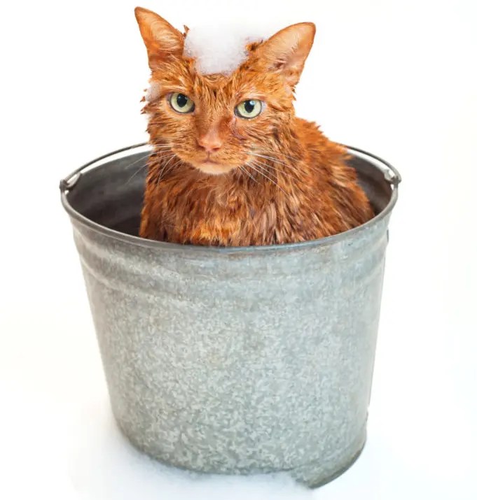 How Often Should You Bathe A Cat? PetCosset