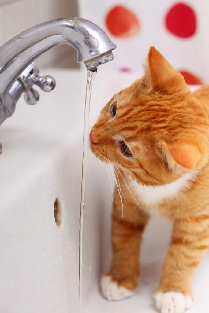 How Often Should You Bathe A Cat? PetCosset