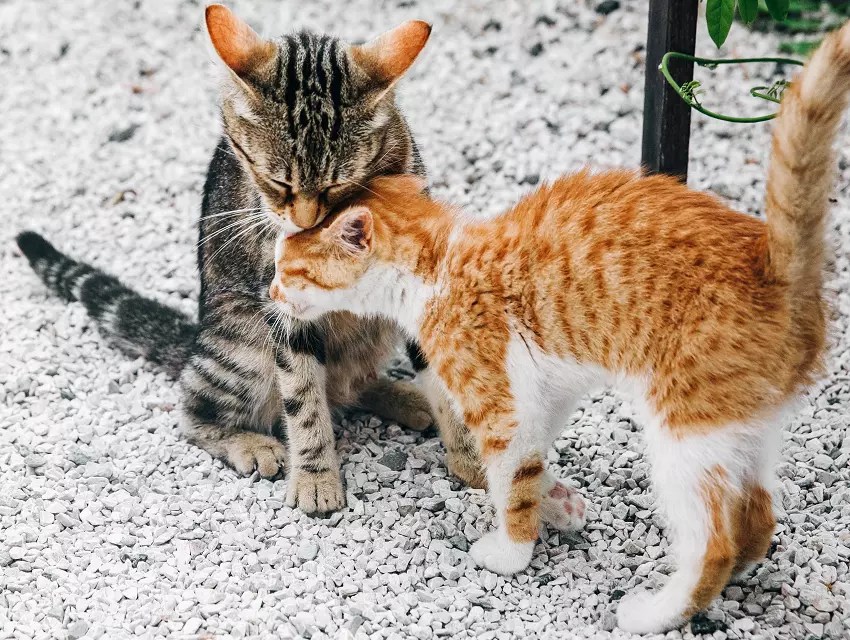 How To Stop My Cat From Bullying My Other Cat 7 Best Ways