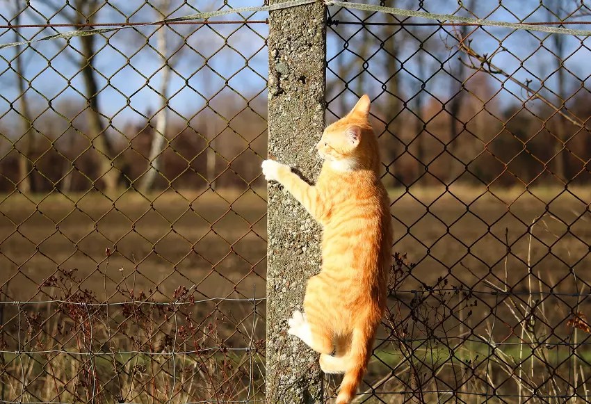 How To Keep Cat From Jumping Fence at Home