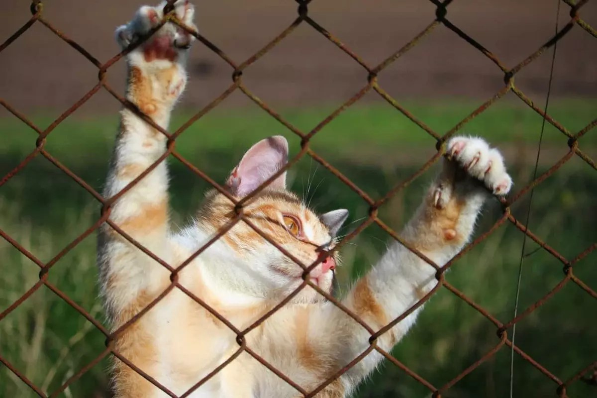 How To Keep Cat From Jumping Fence at Home