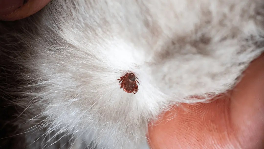 How To Remove A Tick From A Cat Safely PetCosset