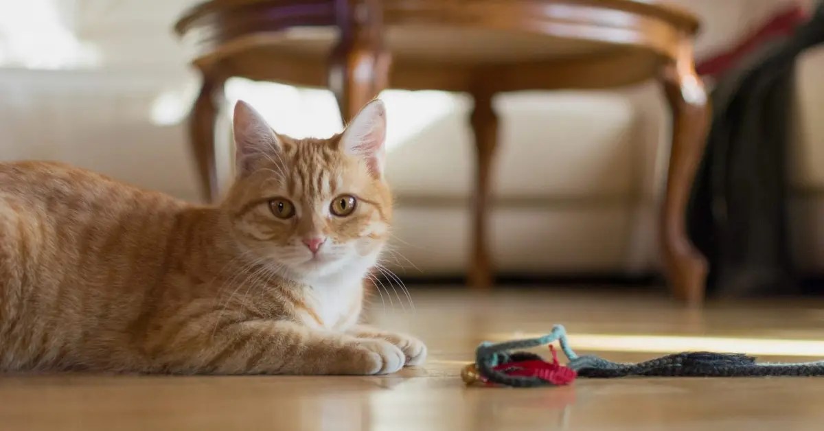 How To Sedate A Cat Safety Tips PetCosset