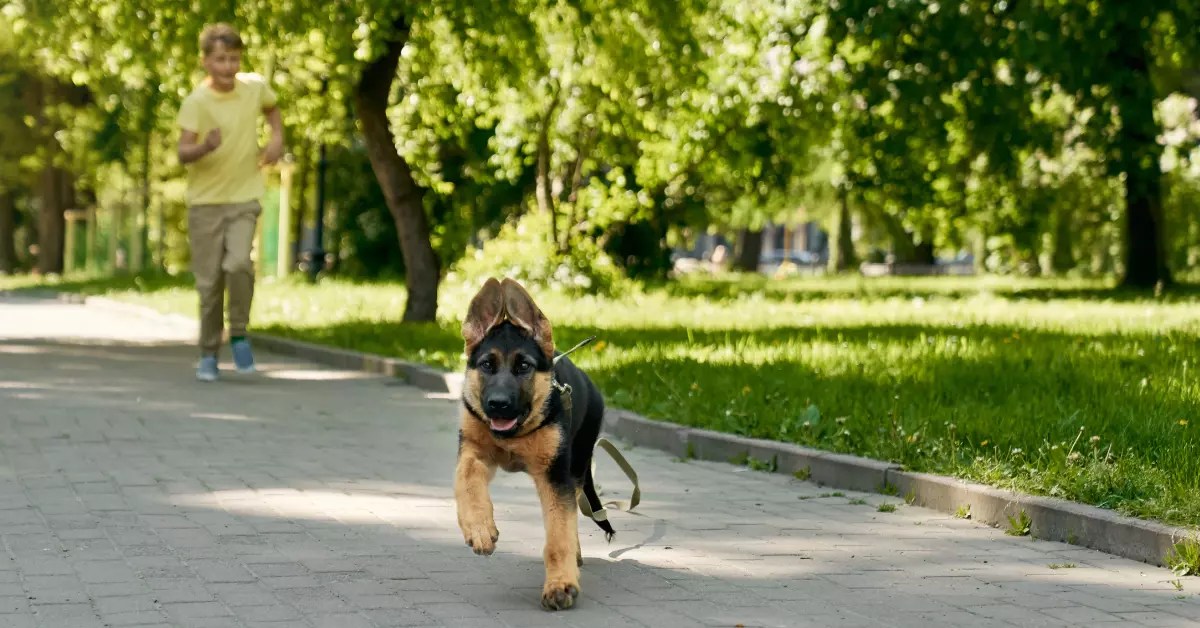 How To Stop Your Dog From Running Away PetCosset