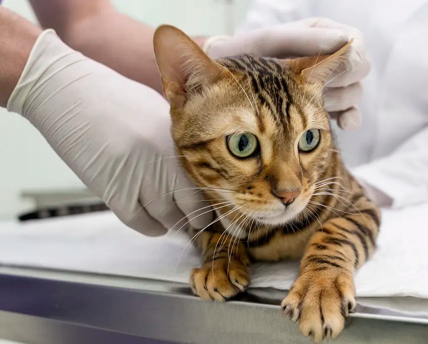 How To Sedate A Cat Safety Tips PetCosset