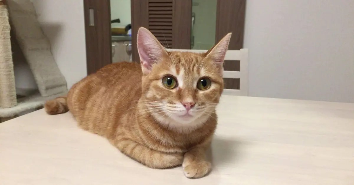 What is a Female Cat Called? Here's What to Know PetCosset