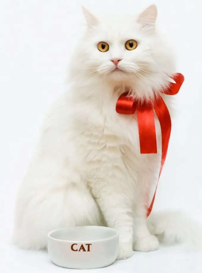 What is a Female Cat Called? Here's What to Know PetCosset