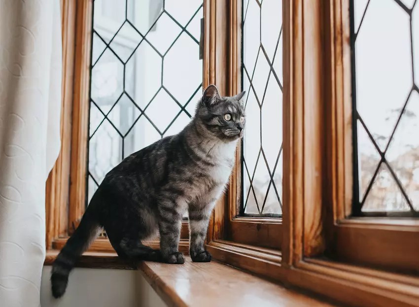 How Long Can You Leave A Cat Alone at Home PetCosset