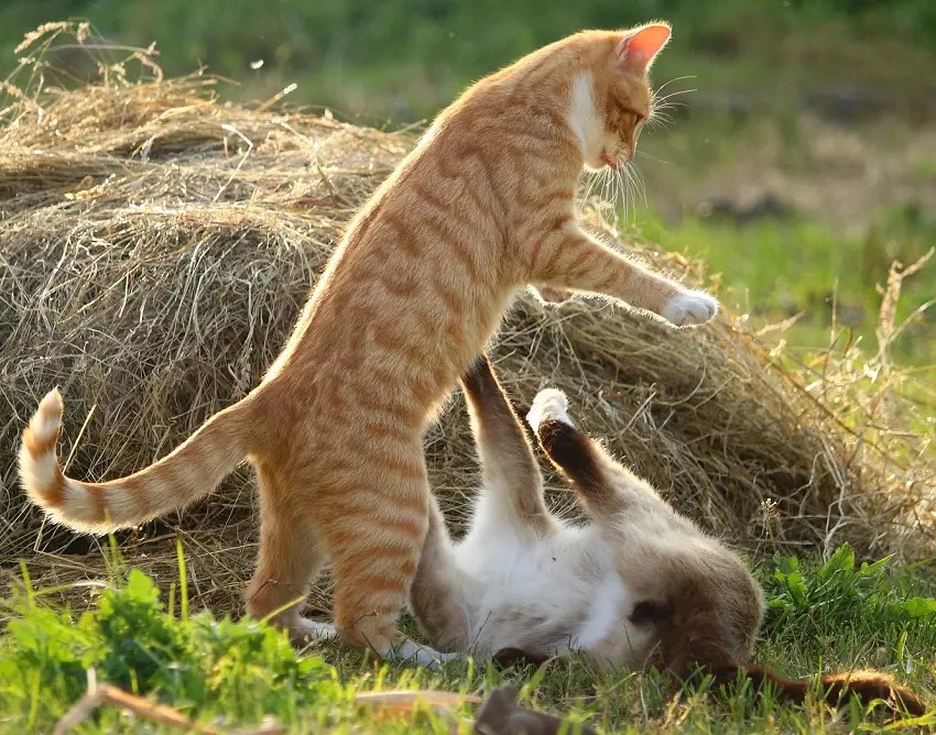 How To Stop My Cat From Bullying My Other Cat 7 Best Ways