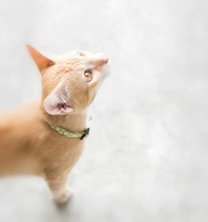 Why Does My Cat Follow Me? 6 Possible Reasons PetCosset