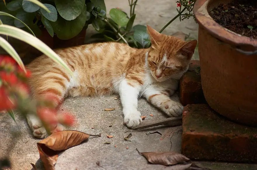 How To Raise A Kitten 8 Important Reminders