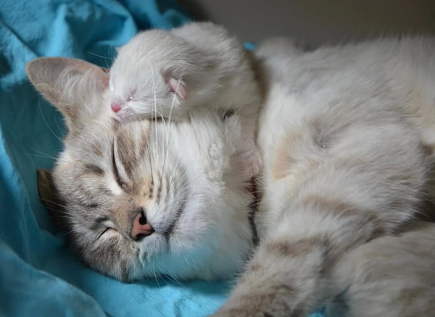 How to Wean a Stubborn Kitten from its Mother