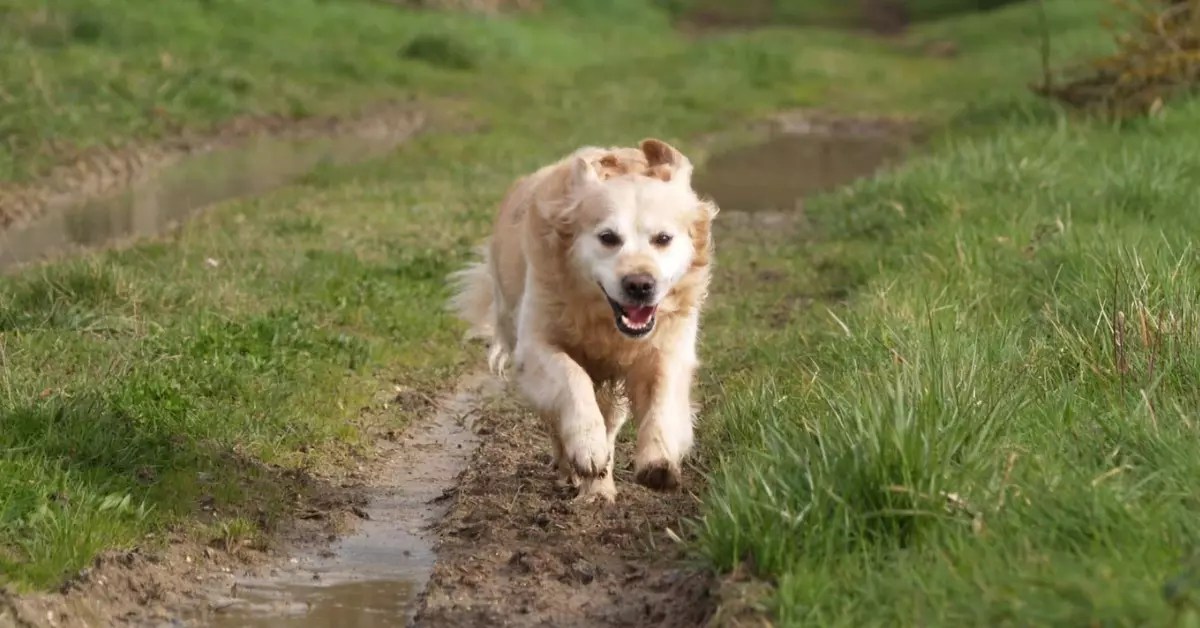 How Fast Can a Dog Run? (Facts About Canines) PetCosset