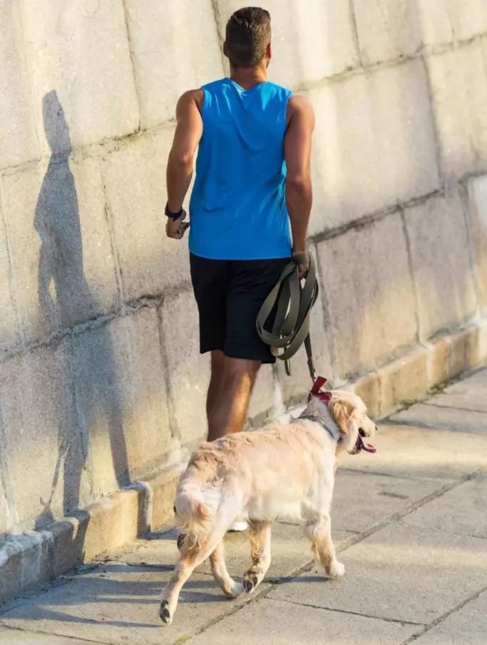 How Fast Can a Dog Run? (Facts About Canines) PetCosset