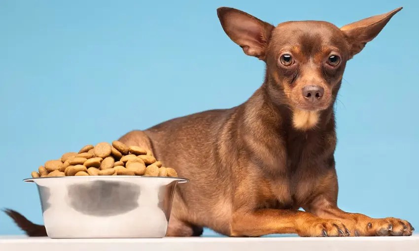 How Long Can A Dog Go Without Eating? PetCosset