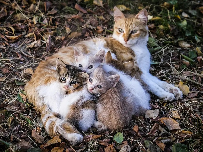 Why Does Mother Cat Move Only One Kitten? PetCosset