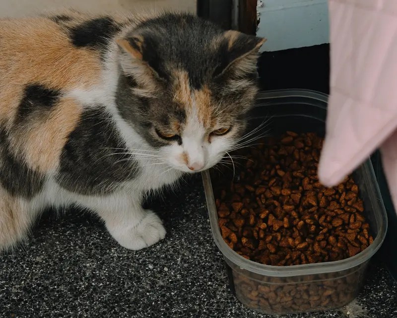 How Long Should Kittens Eat Kitten Food? PetCosset