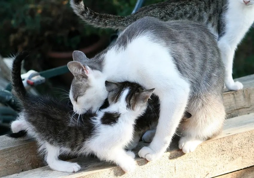 Why Does Mother Cat Move Only One Kitten? PetCosset
