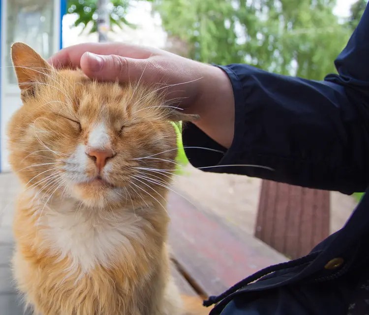 How To Litter Train A Stray Kitten At Home PetCosset