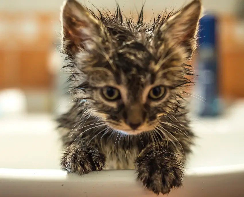 How To Give A Kitten A Bath? 7 Easy Steps PetCosset