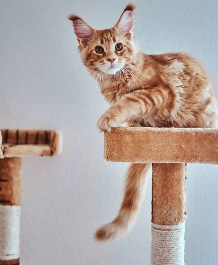 How To Calm A Kitten 10 Effective Tricks PetCosset