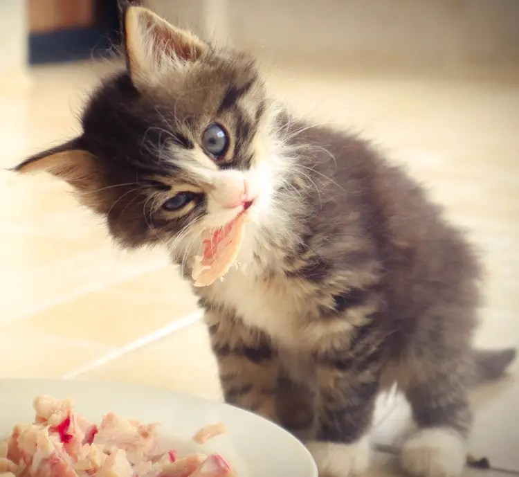 How Long Should Kittens Eat Kitten Food? PetCosset