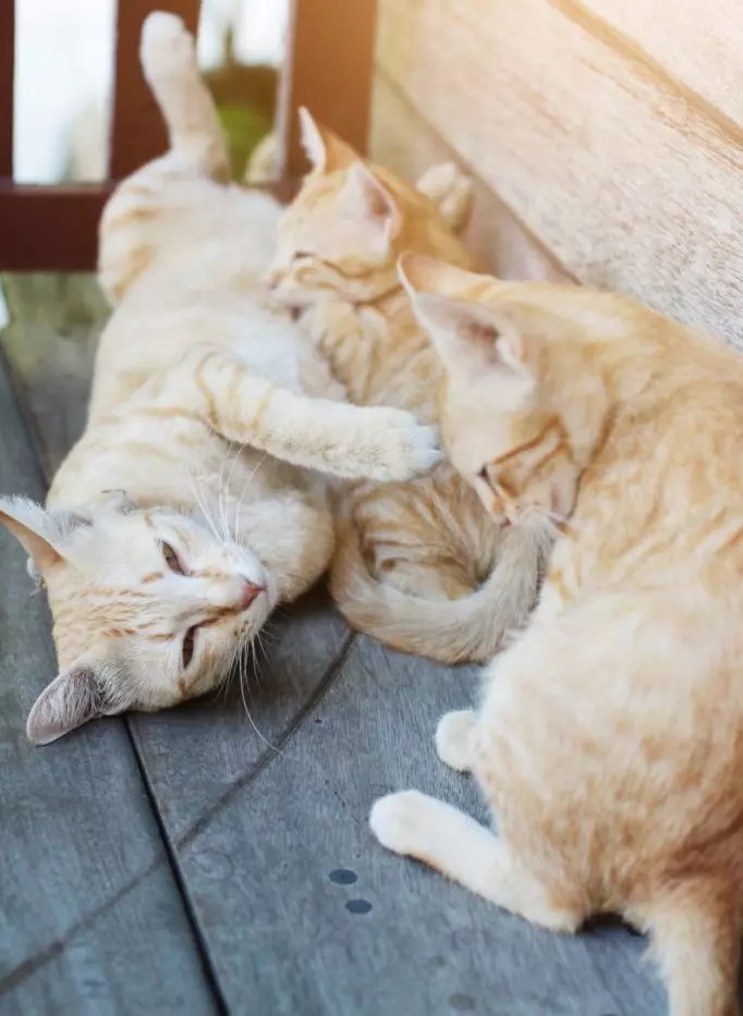 How To Wean A Stubborn Kitten From Its Mother PetCosset