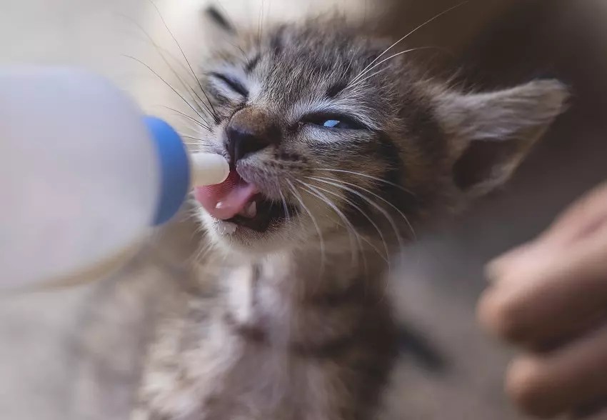 How To Wean A Stubborn Kitten From Its Mother PetCosset