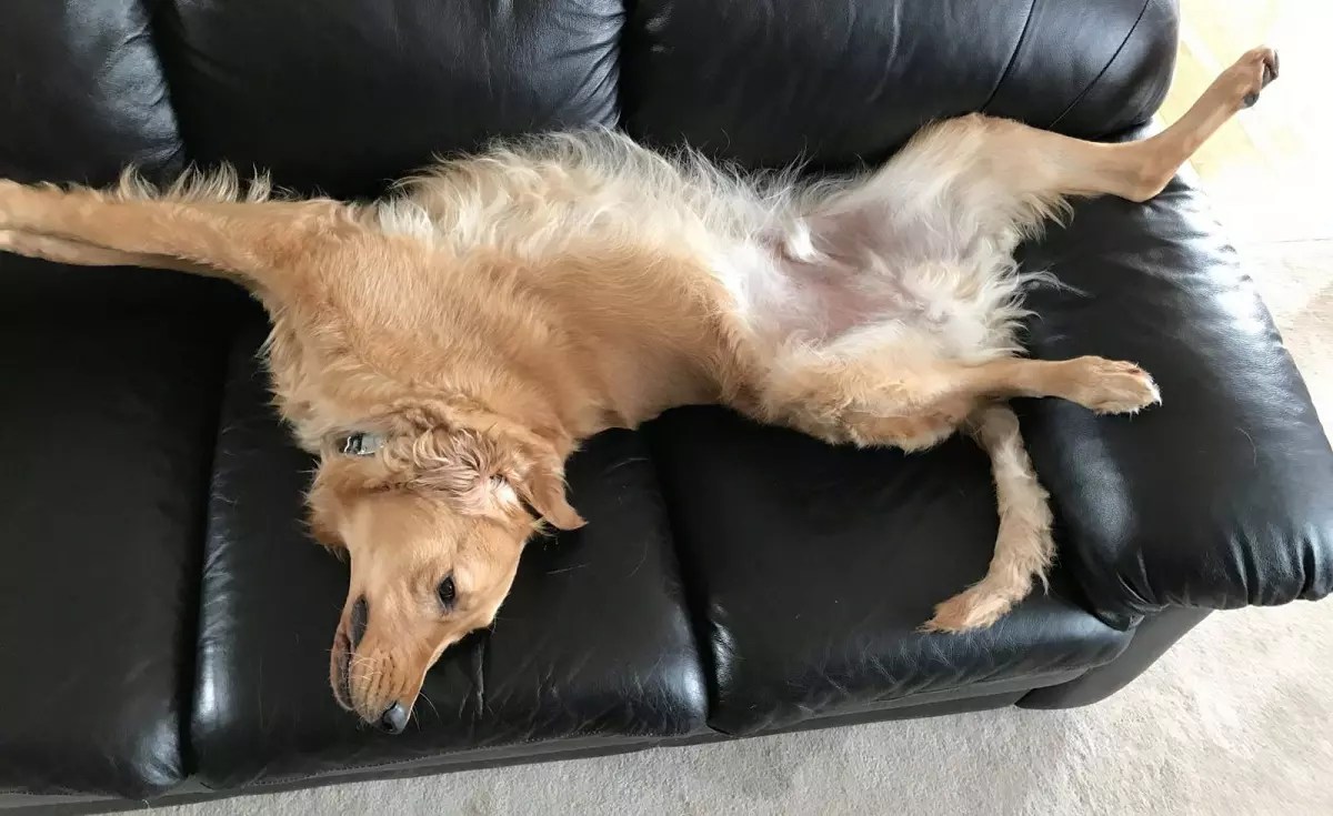 Why Is My Dog Panting And Restless? 7 Possible Reasons