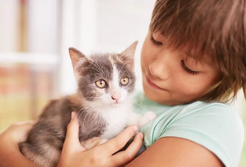 How To Raise a Kitten To Be Cuddly and Affectionate PetCosset