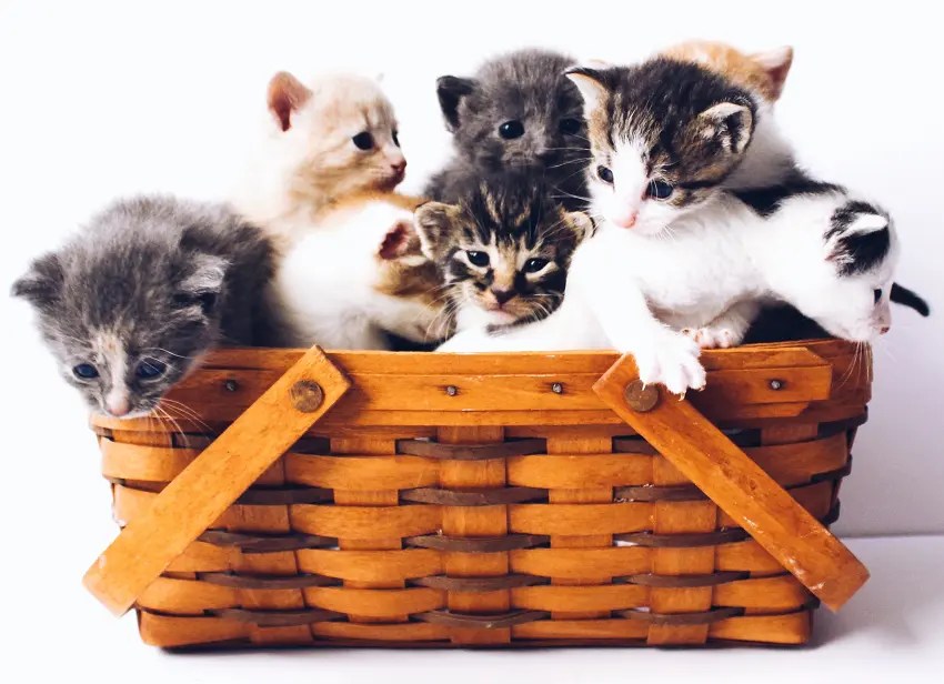 When is Kitten Season and What You Need to Know About it