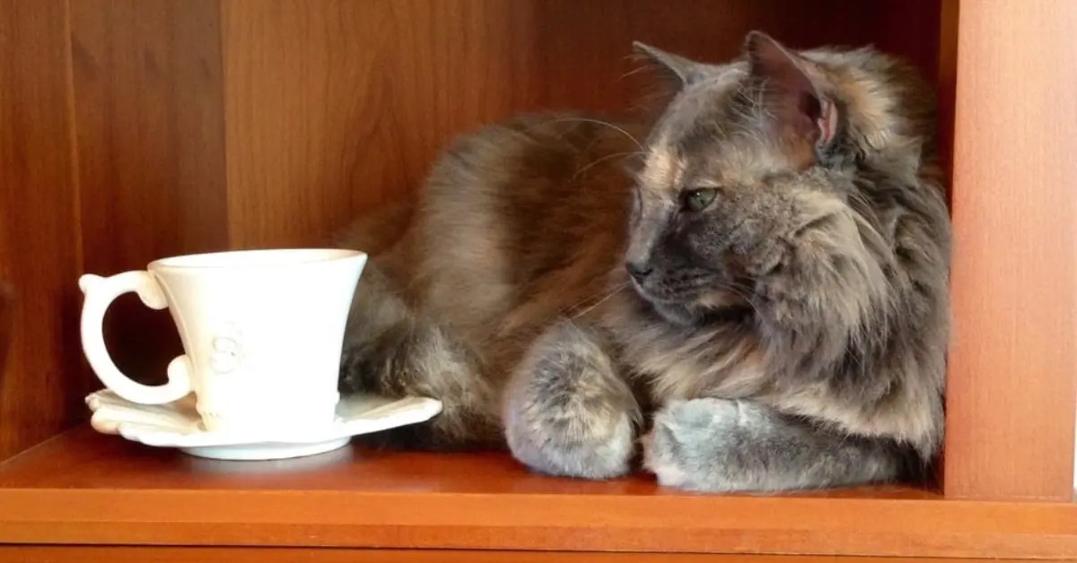 Can Cats Drink Tea? What You Need to Know PetCosset