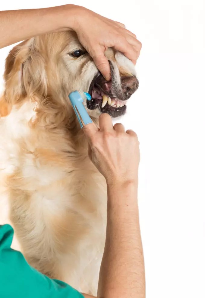 How To Make Dog Toothpaste (DIY Recipes) PetCosset